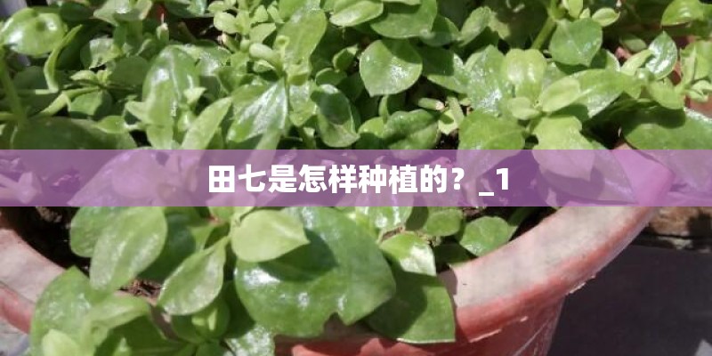 田七是怎样种植的？_1