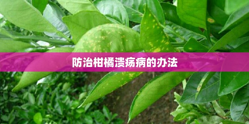 防治柑橘溃疡病的办法 防治柑橘溃疡病的办法