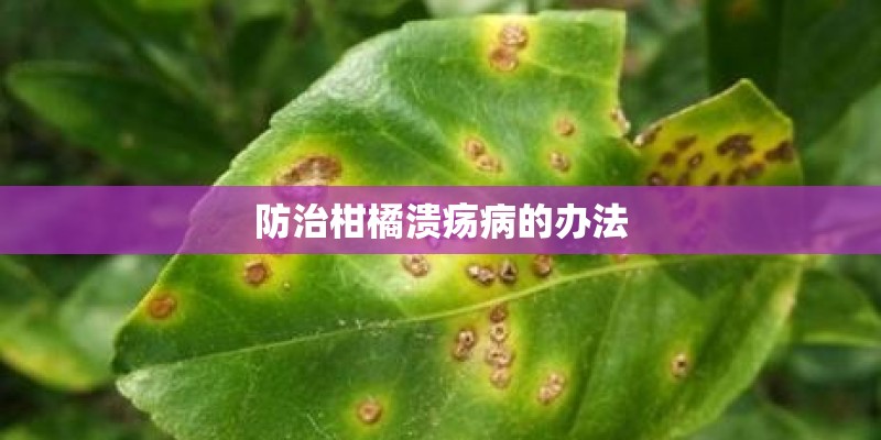防治柑橘溃疡病的办法 防治柑橘溃疡病的办法