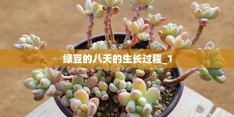 绿豆的八天的生长过程_1