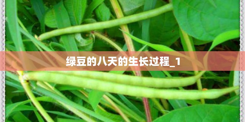 绿豆的八天的生长过程_1