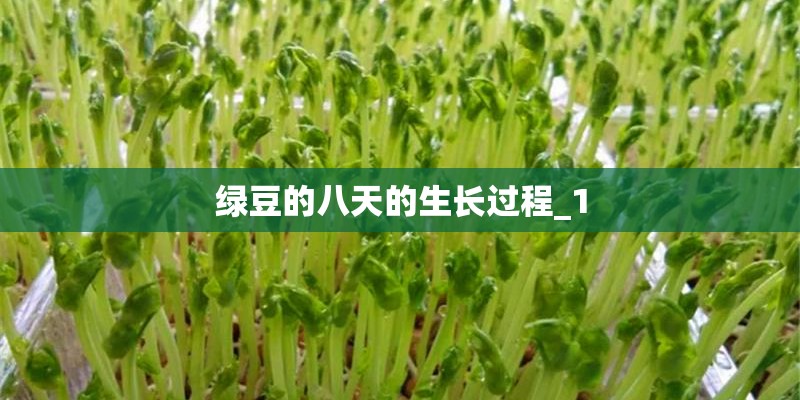 绿豆的八天的生长过程_1