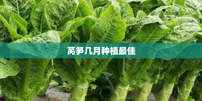 莴笋几月种植最佳