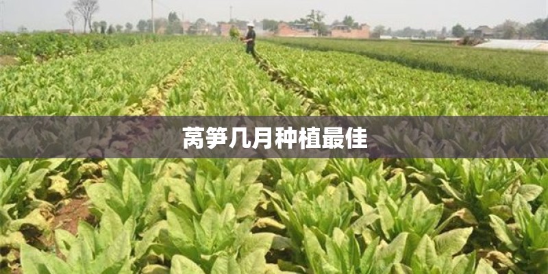 莴笋几月种植最佳