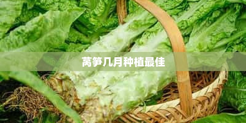 莴笋几月种植最佳