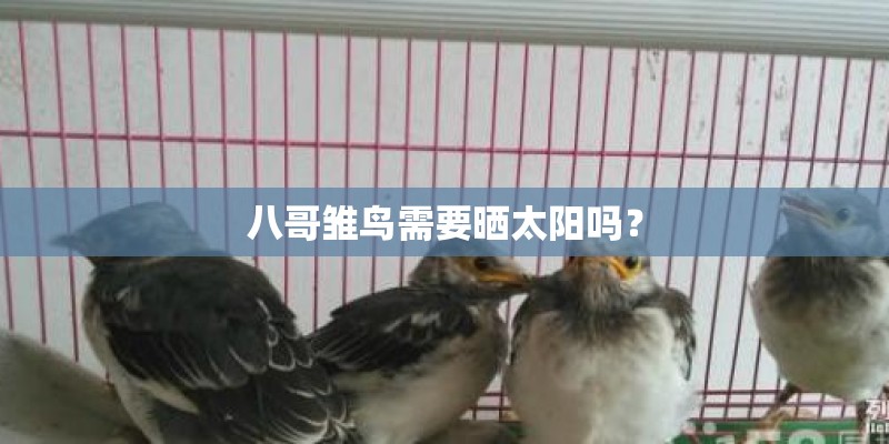 八哥雏鸟需要晒太阳吗? 八哥雏鸟需要晒太阳吗?