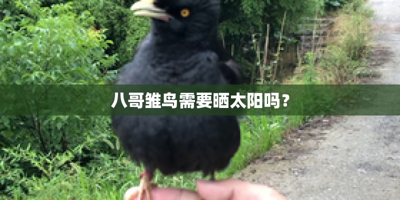 八哥雏鸟需要晒太阳吗? 八哥雏鸟需要晒太阳吗?