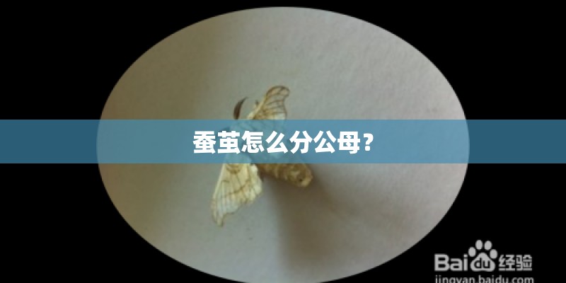 蚕茧怎么分公母？