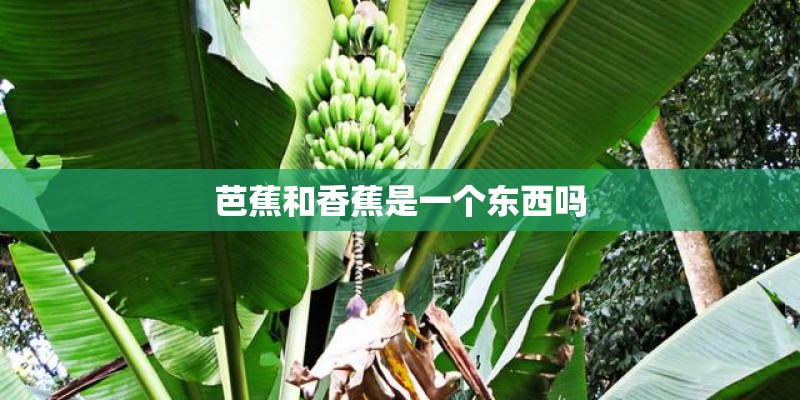芭蕉和香蕉是一个东西吗