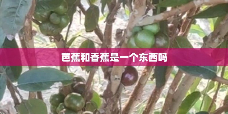 芭蕉和香蕉是一个东西吗