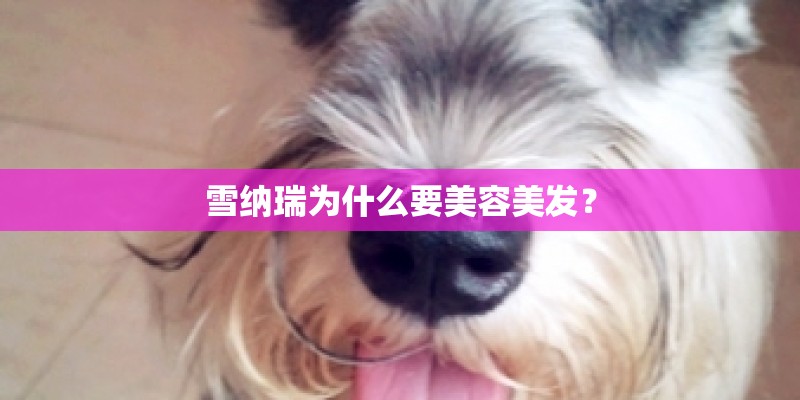 雪纳瑞为什么要美容美发？
