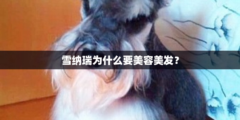 雪纳瑞为什么要美容美发? 雪纳瑞为什么要美容美发?