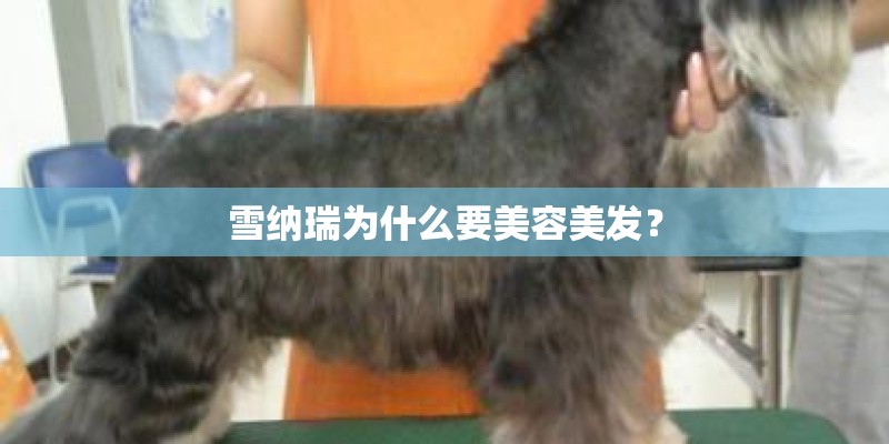雪纳瑞为什么要美容美发? 雪纳瑞为什么要美容美发?