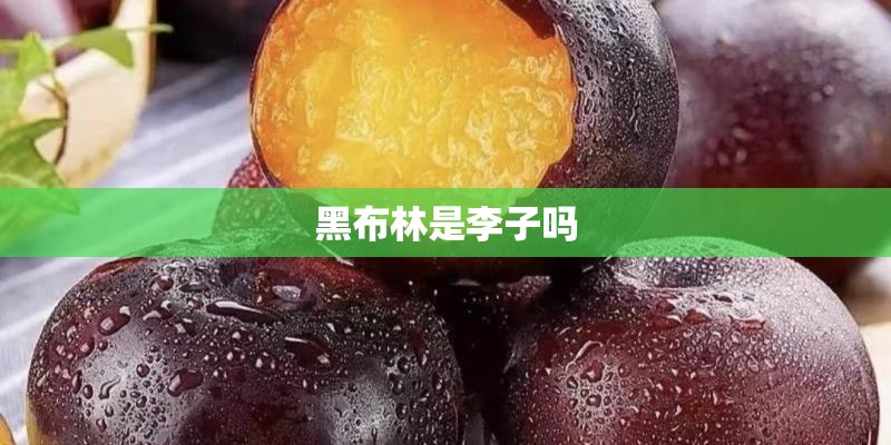 黑布林是李子吗