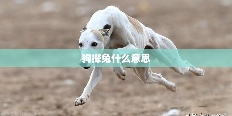 狗撵兔什么意思