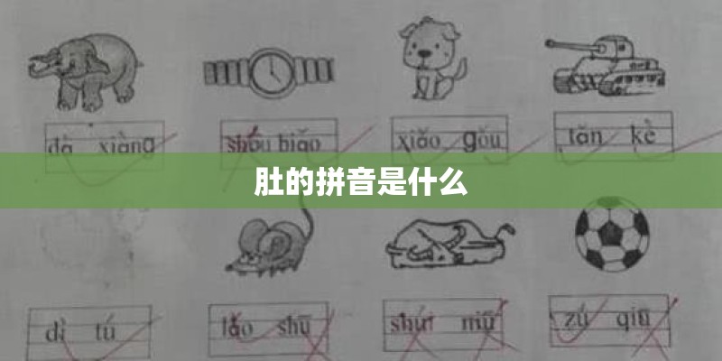 肚的拼音是什么