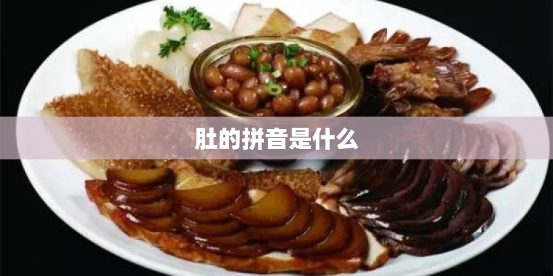 肚的拼音是什么