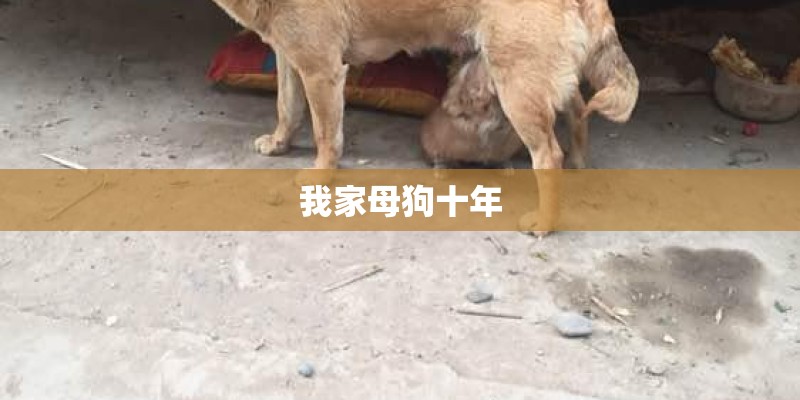我家母狗十年