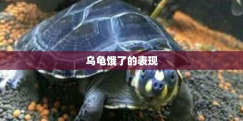 乌龟饿了的表现
