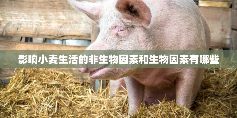 影响小麦生活的非生物因素和生物因素有哪些