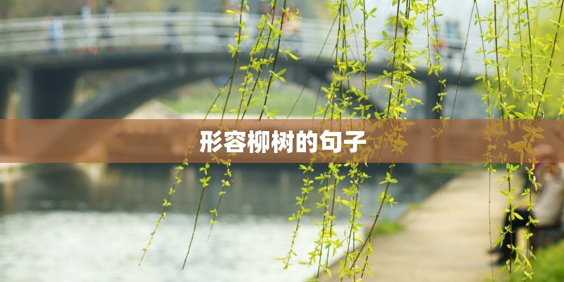 形容柳树的句子 形容柳树的句子