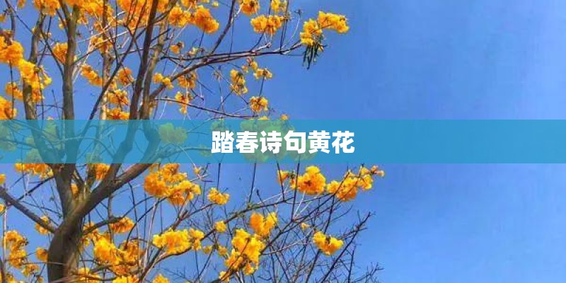 踏春诗句黄花
