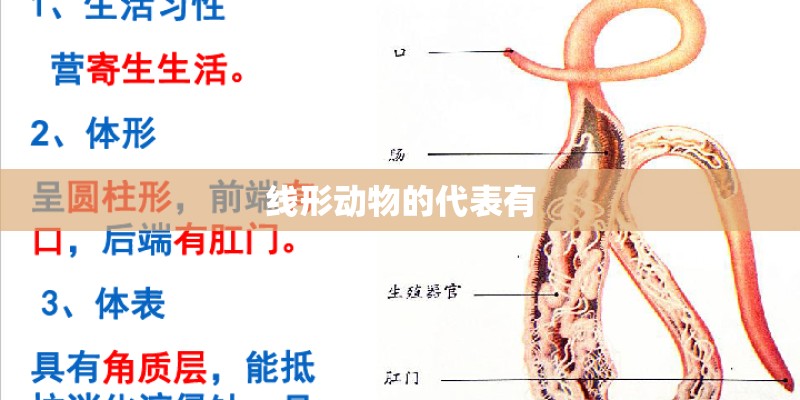 线形动物的代表有
