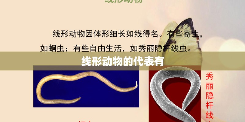 线形动物的代表有