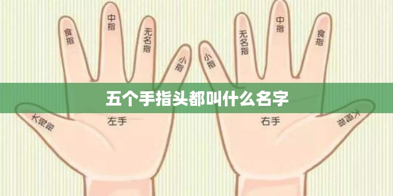 五个手指头都叫什么名字 五个手指头都叫什么名字