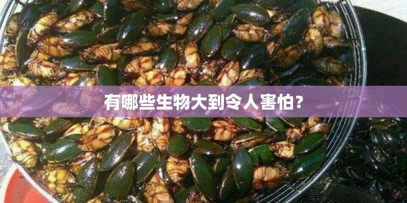 有哪些生物大到令人害怕？