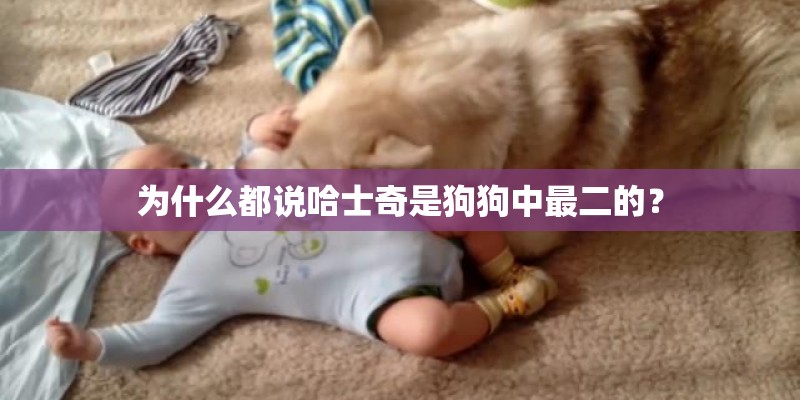 为什么都说哈士奇是狗狗中最二的？