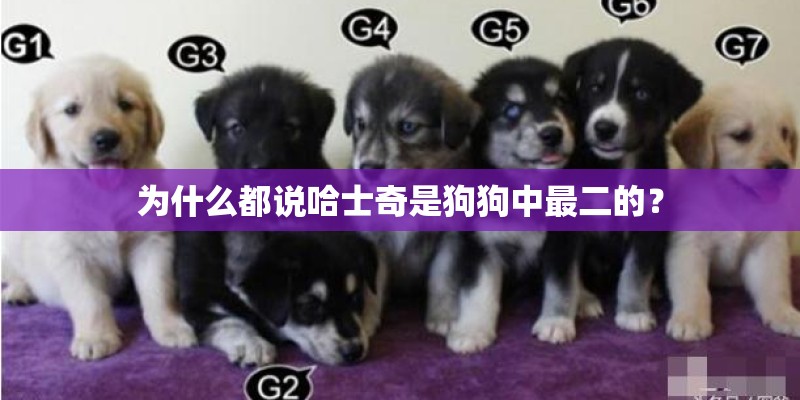 为什么都说哈士奇是狗狗中最二的？