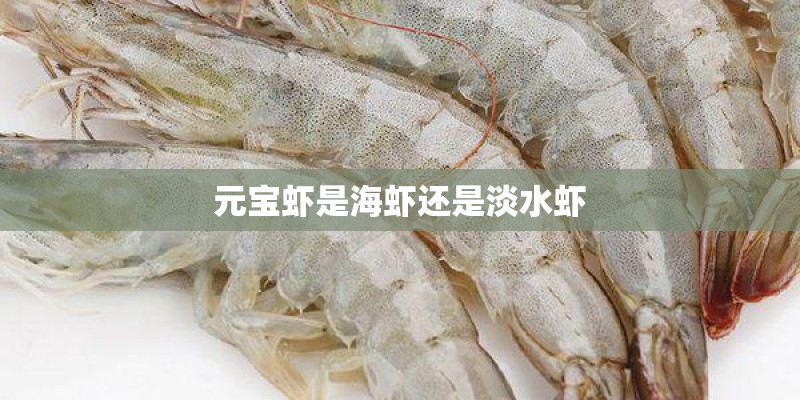元宝虾是海虾还是淡水虾 元宝虾是海虾还是淡水虾
