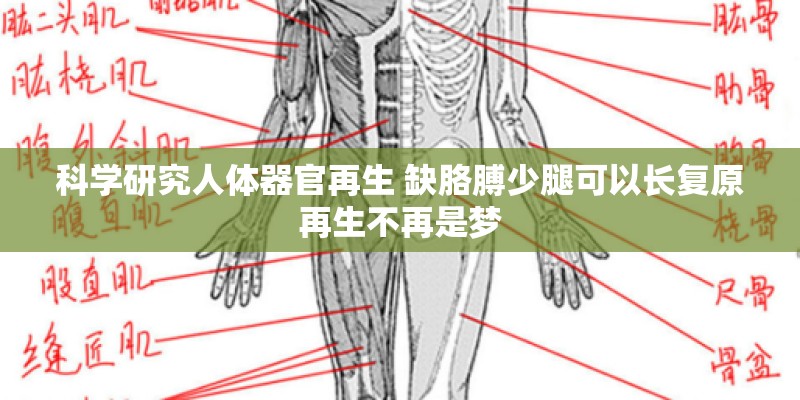 科学研究人体器官再生 缺胳膊少腿可以长复原再生不再是梦