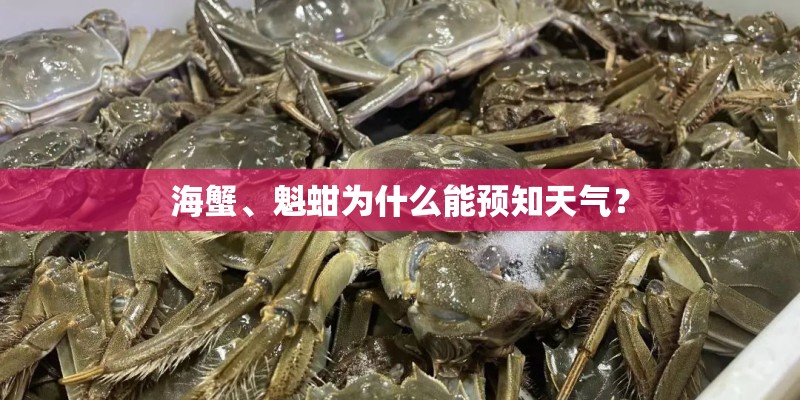 海蟹、魁蚶为什么能预知天气？