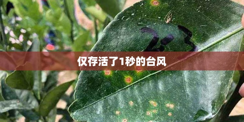 仅存活了1秒的台风 仅存活了1秒的台风