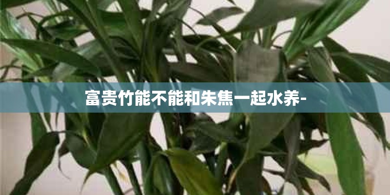 富贵竹能不能和朱焦一起水养-