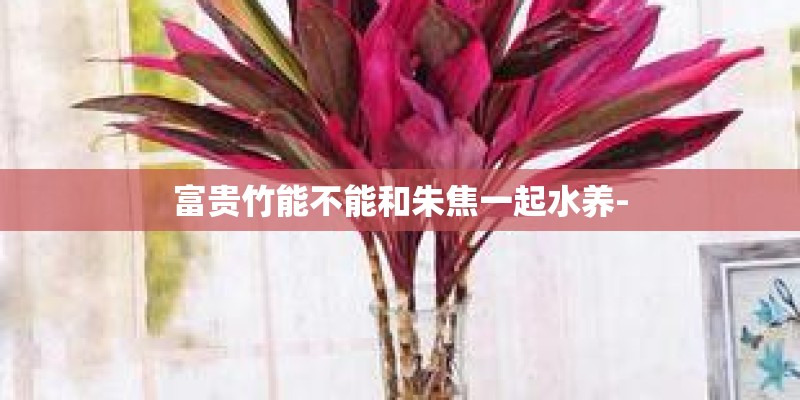 富贵竹能不能和朱焦一起水养-
