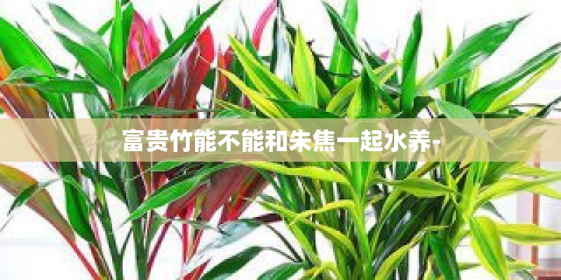 富贵竹能不能和朱焦一起水养-