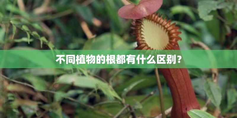 不同植物的根都有什么区别？
