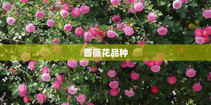蔷薇花品种 蔷薇花品种