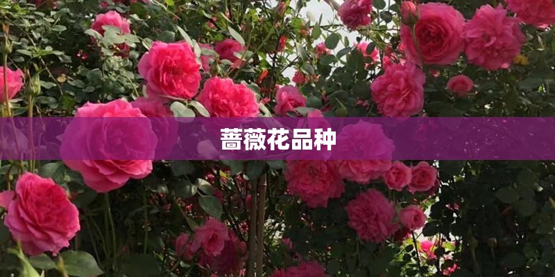 蔷薇花品种 蔷薇花品种