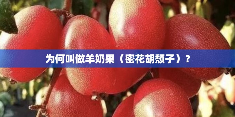 为何叫做羊奶果（密花胡颓子）？