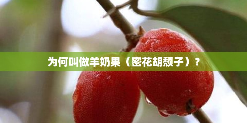 为何叫做羊奶果（密花胡颓子）？