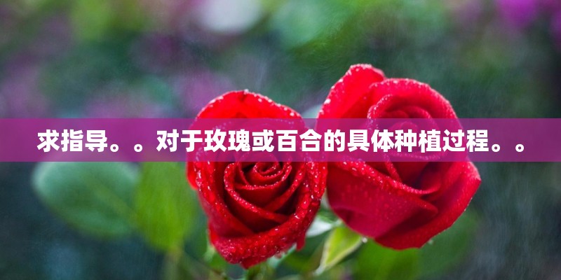 求指导。。对于玫瑰或百合的具体种植过程。。