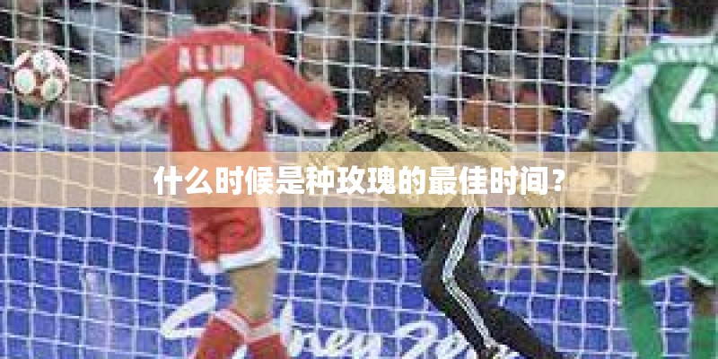 什么时候是种玫瑰的最佳时间？