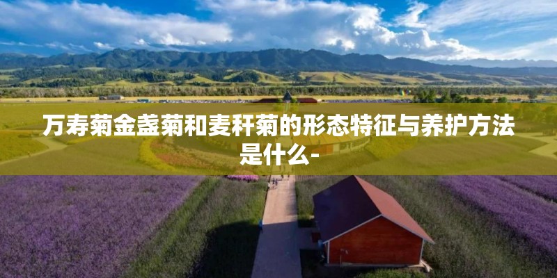 万寿菊金盏菊和麦秆菊的形态特征与养护方法是什么-