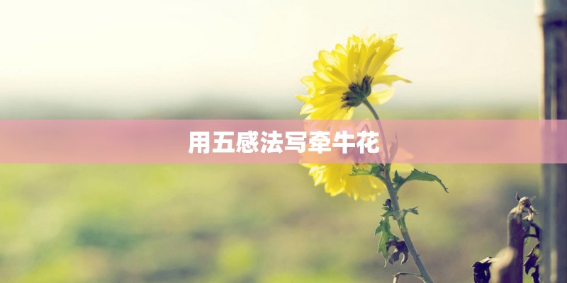 用五感法写牵牛花