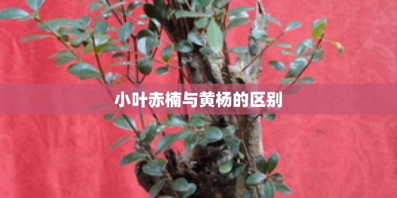 小叶赤楠与黄杨的区别