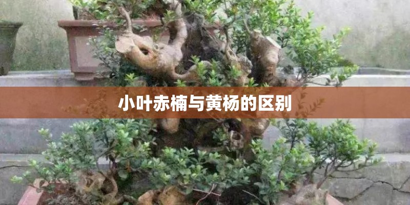 小叶赤楠与黄杨的区别